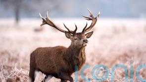 Compulsory deer cull approved for Scottish estate