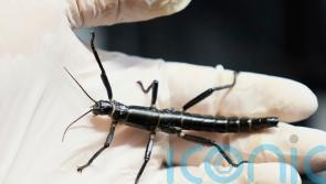 Prague Zoo joins bid to ensure survival of rare insect once considered extinct