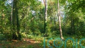 Planning reforms put precious habitats and wildlife at risk, nature groups warn
