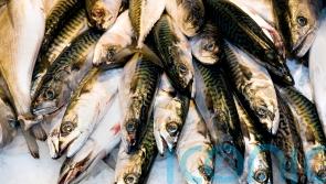 Mackerel slips further down the sustainability scale in latest ‘good fish guide’