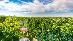 5 planet-friendly wines to raise a glass to Earth Day