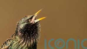 Lowest numbers of starlings on record in long-running citizen birdwatch scheme