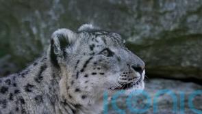 Sanctuary confirms snow leopard’s fourth pregnancy