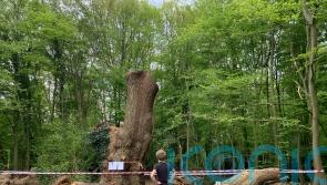 Locals ‘devastated’ after 400-year-old tree mysteriously felled in London park