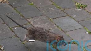 Residents fear for health while ‘cat-sized’ rats raid rubbish piles in streets