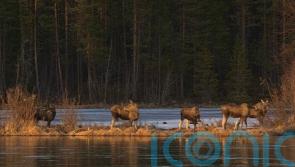 Millions tune in to 24-hour live coverage of Sweden’s epic moose migration
