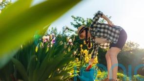 How to protect your back while gardening this summer