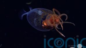 Colossal squid filmed alive for first time since its discovery a century ago