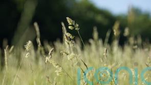 Nitrogen-fertilised grassland more likely to trigger hay fever, study suggests