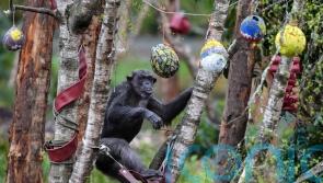 Safari park chimps join hunt for Easter eggs designed by school children