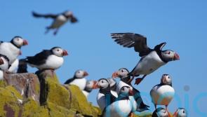 Scots seabird populations still falling but some species stabilising &ndash; figures