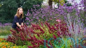 Top scented plants for your garden, from a Kew expert