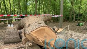 Toby Carvery boss apologises for ‘upset caused’ by felling of centuries-old tree