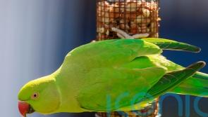 Guidance sought over future of colourful parakeets in Belfast park