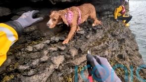 Stranded spaniel rescued from cliff edge by RNLI heroes