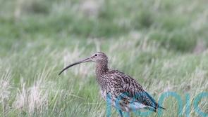 Orkney’s curlew population back on the rise as charity removes invasive species