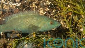 Ministers threatened with legal action over fishing of ‘vital’ species
