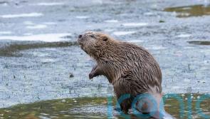 Nature agency accused of ‘cowardly stalling’ on beaver release plan
