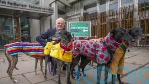 Animal charity backs Green’s bid to end greyhound racing in Scotland
