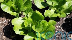 What’s in season this May and how to cook it