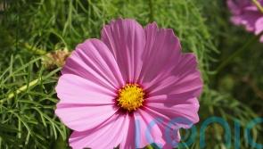 Which new plants will we be seeing at the RHS Chelsea Flower Show?