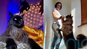 ‘Majestic’ 13kg cat called Zeus who is 4ft 3in at his tallest becomes ‘social media star’ with millions of views