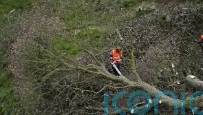 Sycamore Gap timeline: How damage to landmark tree allegedly unfolded