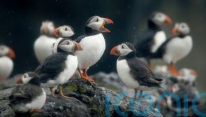 Charities call for wind farm to be blocked as thousands of bird deaths feared