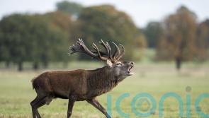 Eating venison once a week should be encouraged, MSPs told