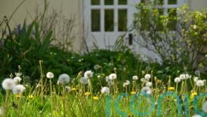 Gardeners urged to stop thinking of wildflowers as weeds as no mow May kicks off