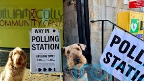 Dogs pose outside polling stations as owners urge voters to do ‘civic duty’