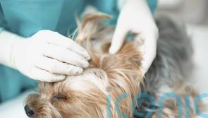 Vets could face medicines price cap in competition probe