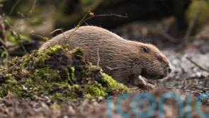 Restoring species such as beavers, elk and bison ‘crucial’ for nature – charity
