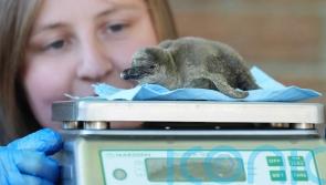 Safari park welcomes two newly hatched penguin chicks
