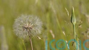 Public warned against buying hay fever jabs online