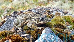 UK’s noisiest amphibians making ‘remarkable comeback’ in South Downs