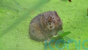 Warning over low funding to tackle invasive species damaging British wildlife