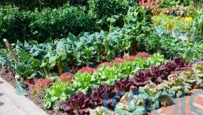 Fruit and vegetables you should be planting from June onwards