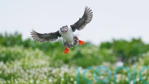 Farne Islands’ seabird spectacular to be shown on webcams