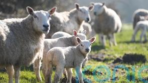 Cryptosporidium outbreak at Cowbridge farm reaches 81 cases