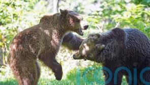 Boki the Bear rejoins playmates after life-saving brain surgery