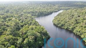 Long-term drought could cause ‘profound change’ in Amazon rainforest – study