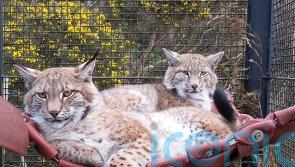 Lynx abandoned in the Cairngorms settle in at their new home
