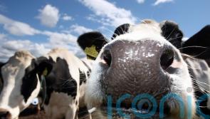 M1 remains partially closed amid operation to free cows after lorry overturns