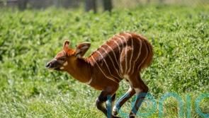 Critically endangered eastern mountain bongo calf born at UK safari park