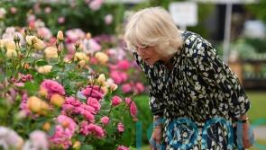How sustainability is transforming the look of RHS Chelsea Flower Show