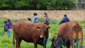 Cambridge cows get GPS collars to stop them from falling into river