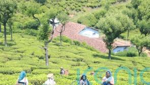 Fairtrade flags ‘window of opportunity’ to drive systemic change for tea farmers