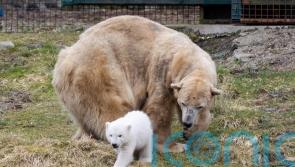 Victoria, the UK’s oldest polar bear, is euthanised at age 28