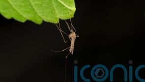 West Nile virus identified in UK mosquitoes for first time